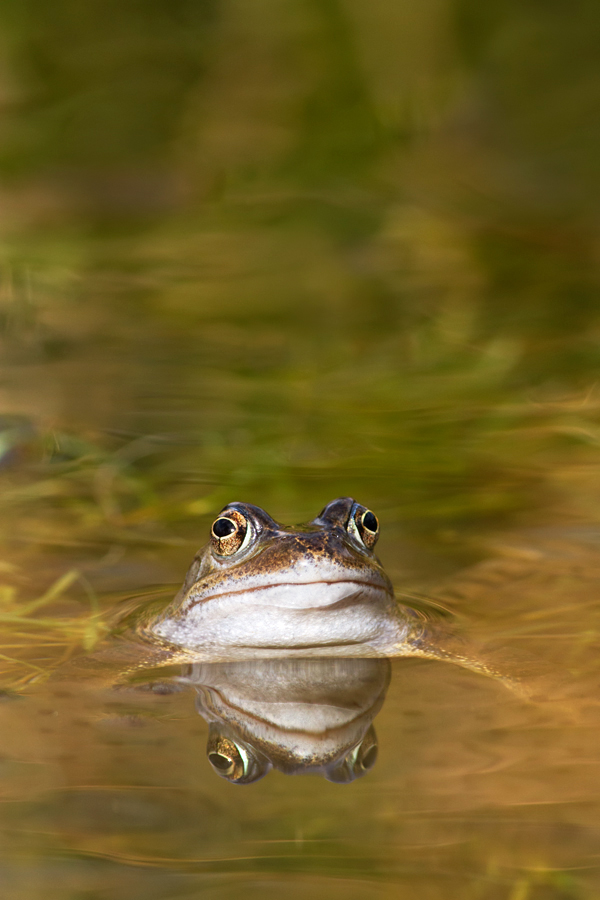 Common Frog 5